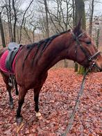 Hongre 4 ans 1m60 gentil même pour petit niveau, Animaux & Accessoires, Chevaux, Étalon, M