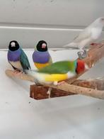 Beurs van Diamant de Goulds, Dieren en Toebehoren, Vogels | Overige Vogels