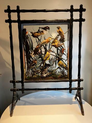 Taxidermie Victoriaans vogelkabinet cabinet de curiosité beschikbaar voor biedingen