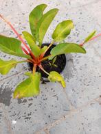 Anemopsis california, Ophalen