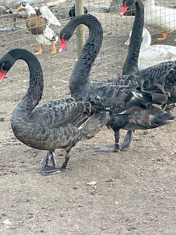 Zwarte zwanen beschikbaar voor biedingen