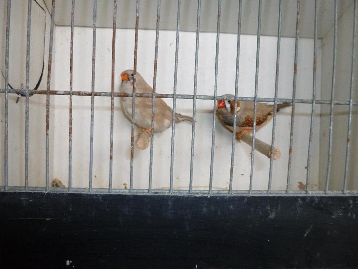 Zebravinken, Dieren en Toebehoren, Vogels | Overige Vogels, Tropenvogel, Meerdere dieren, Geringd