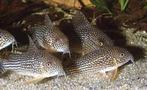 Corydoras Sterbai - Locatie Heerlen NL, Dieren en Toebehoren, Vis, Zoetwatervis, Schoolvis