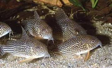 Corydoras Sterbai - Locatie Heerlen NL beschikbaar voor biedingen