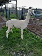 ALPACA.  RUIN, Dieren en Toebehoren, April, Mannelijk