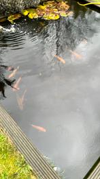 Koi’s 50 cm en kleiner, Dieren en Toebehoren