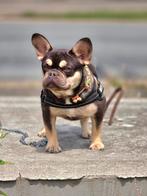 Franse bulldog pup choco tan (teefje), Dieren en Toebehoren, Honden | Bulldogs, Pinschers en Molossers, België, 15 weken tot 1 jaar