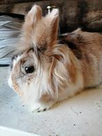 Mooi dwergkonijn, Dieren en Toebehoren, Dwerg