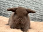 Schattige & lieve chocoladebruine NHD Dwerg hangoor konijnen, Dieren en Toebehoren, Vrouwelijk, Dwerg, Hangoor, 0 tot 2 jaar