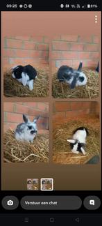 Dwerg konijntjes tekoop!, Dieren en Toebehoren, Dwerg