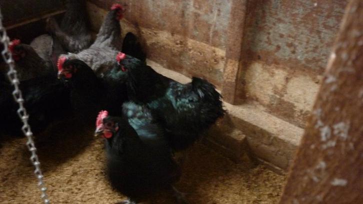 Australorp hennen, Dieren en Toebehoren, Pluimvee, Kip, Vrouwelijk