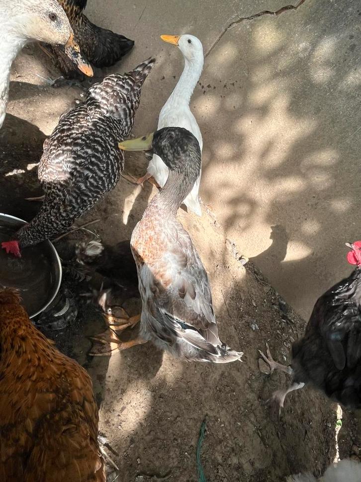 Onverwant koppel loopeenden, Dieren en Toebehoren, Pluimvee