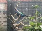 Purperglansspreeuwen, Dieren en Toebehoren, Tropenvogel, Geringd