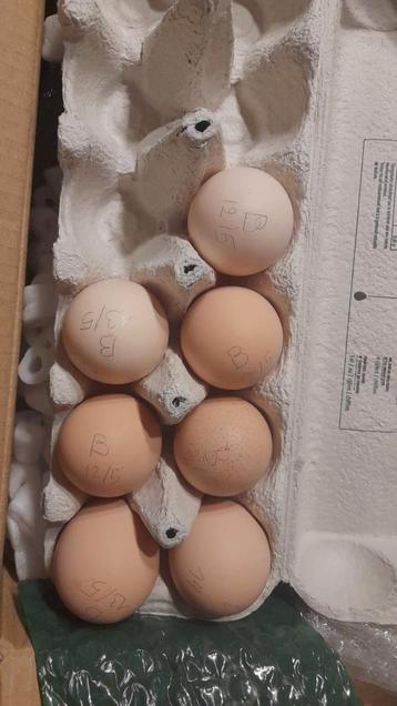 Oeufs à éclore de Brahma Big Fowl disponibles