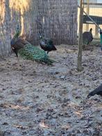 Java pauwen, Dieren en Toebehoren