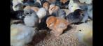 kuikens traditionele leghennen 10 rassen uitkomst 18 nov, Dieren en Toebehoren, Pluimvee, Vrouwelijk, Kip