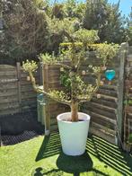 2 Olijfbomen Pon Pon + Gewone 190 cm (Inclusief potten), Tuin en Terras, Olijfboom, 250 tot 400 cm, Zomer, Ophalen