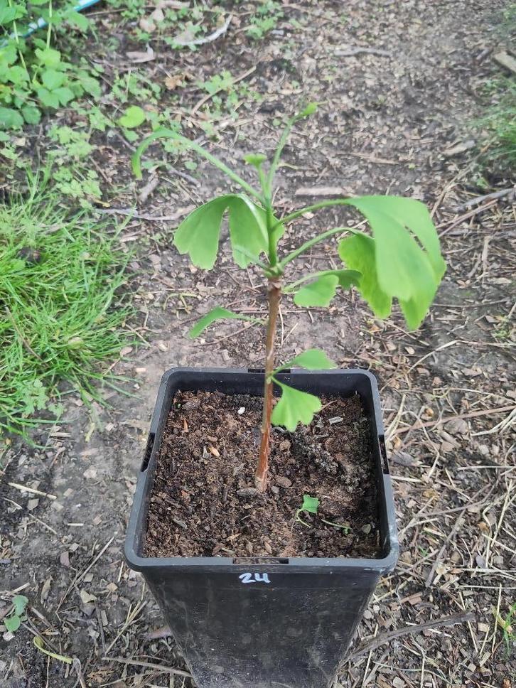 Ginkgo Biloba, Tuin en Terras, Planten | Bomen, Overige soorten, Minder dan 100 cm, Volle zon, Bloeit niet, In pot, Ophalen