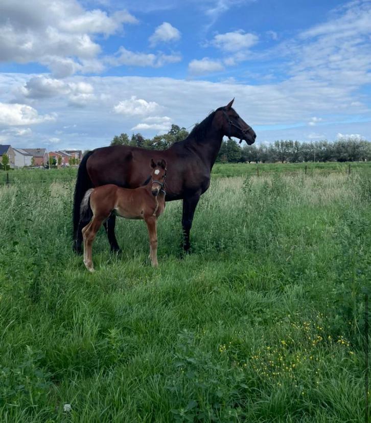 Fokmerrie, Dieren en Toebehoren, Paarden, Merrie, Zadelmak, 170 tot 175 cm, 11 jaar of ouder, Springpaard, Met stamboom, Gechipt