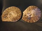 Couple de cléonicères de Madagascar - ammonite, Collections, Enlèvement ou Envoi, Fossile
