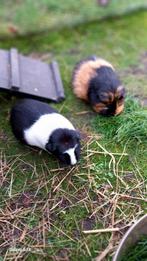 Cavia, Dieren en Toebehoren, Cavia, Vrouwelijk, Tam, September
