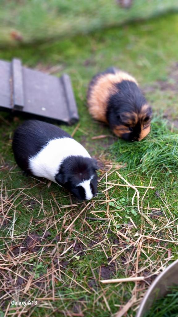 Cavia, Dieren en Toebehoren, Knaagdieren, Vrouwelijk, Cavia, September, Tam