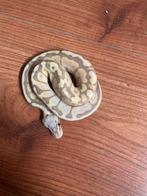 Ball python banana super pastel 1.0, Dieren en Toebehoren, Slang, Tam, 0 tot 2 jaar