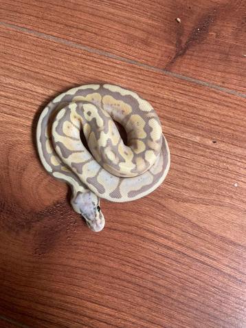 Boule en python, Animaux & Accessoires, Reptiles & Amphibiens, Serpent, Domestique, 0 à 2 ans