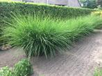 Miscanthus sinensis 'Gracillimus' - Prachtriet, Tuin en Terras, Ophalen, Vaste plant, Siergrassen, Volle zon