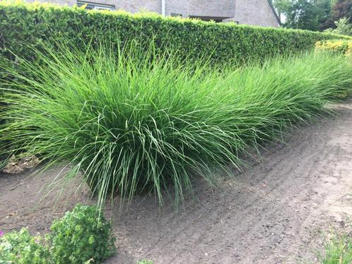 Miscanthus sinensis 'Gracillimus' - Prachtriet, Jardin & Terrasse, Plantes | Jardin, Plante fixe, Graminées ornementales, Plein soleil