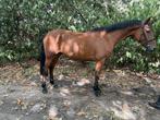 5 jarige springmerrie GEMINI X SAFFIER, Dieren en Toebehoren, Paarden, Merrie, Zadelmak