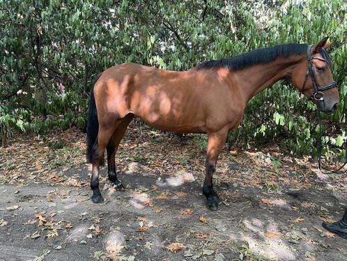 5 jarige springmerrie GEMINI X SAFFIER, Dieren en Toebehoren, Paarden, Merrie, Zadelmak