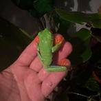 Agalychnis Callidryas, Dieren en Toebehoren, Reptielen en Amfibieën, Amfibie, 0 tot 2 jaar