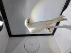 Waterslagers jongen, Dieren en Toebehoren, Vogels | Kanaries