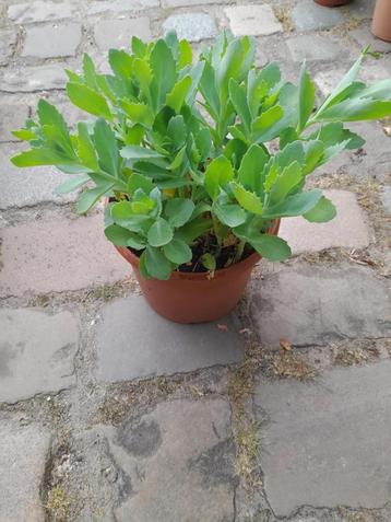Sedum, Enlèvement, Automne, Plante fixe