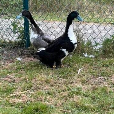 Kuikens Dendermondse eend, Dieren en Toebehoren, Pluimvee, Eend, Geslacht onbekend