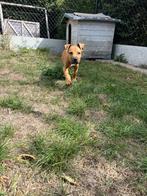 lieve,sosciale Amerikaanse stafford pups te koop, België, CDV (hondenziekte), 8 tot 15 weken, American Staffordshire Terriër