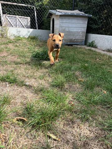 lieve,sosciale Amerikaanse stafford pups te koop  beschikbaar voor biedingen