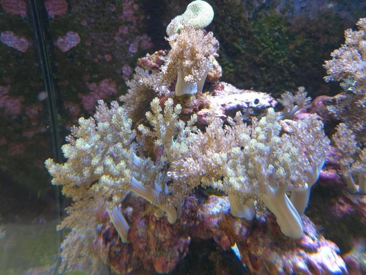 Keniaboompjes lederkoralen, Dieren en Toebehoren, Vissen | Aquaria en Toebehoren, Ophalen