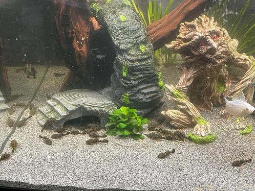 meervallige borstelneus, Dieren en Toebehoren, Vissen | Aquariumvissen, Zoetwatervis, Overige typen