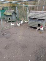 Tekoop  broedeieren van leghorn isabelpatrijs, Dieren en Toebehoren, Pluimvee