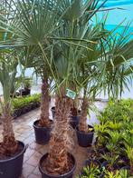 Palmbomen winterhard, Tuin en Terras, Ophalen