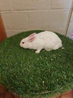 dwergkonijnen, Dieren en Toebehoren, Konijnen, Meerdere dieren, Dwerg, 0 tot 2 jaar