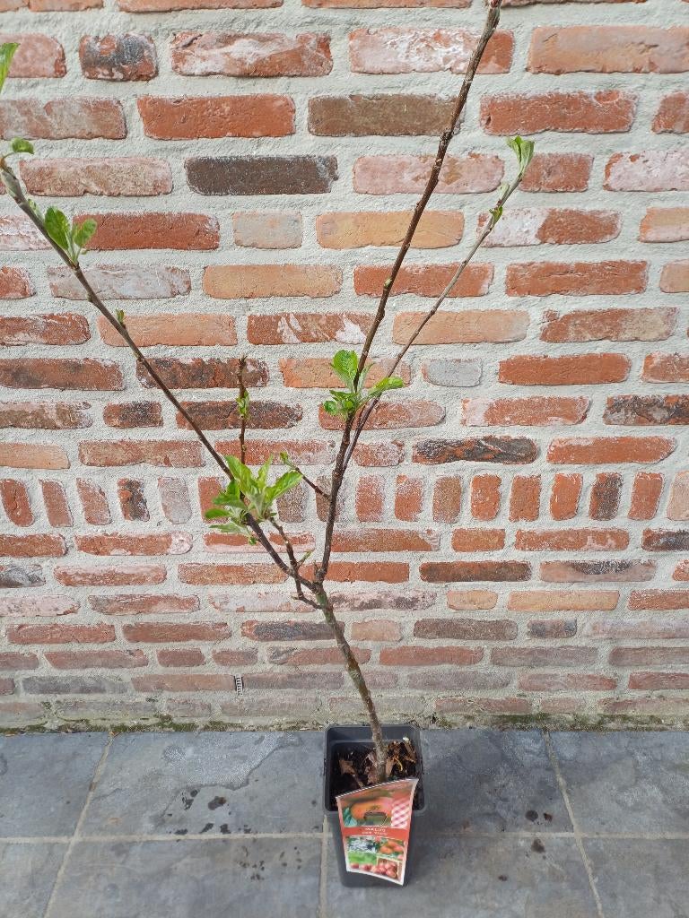 Malus dom. Elstar, Ophalen, In pot, Appelboom