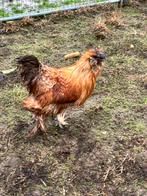 Hanen, Dieren en Toebehoren, Pluimvee