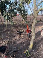 Indische vechthoen(Aseel)Broedeieren, Dieren en Toebehoren, Kip