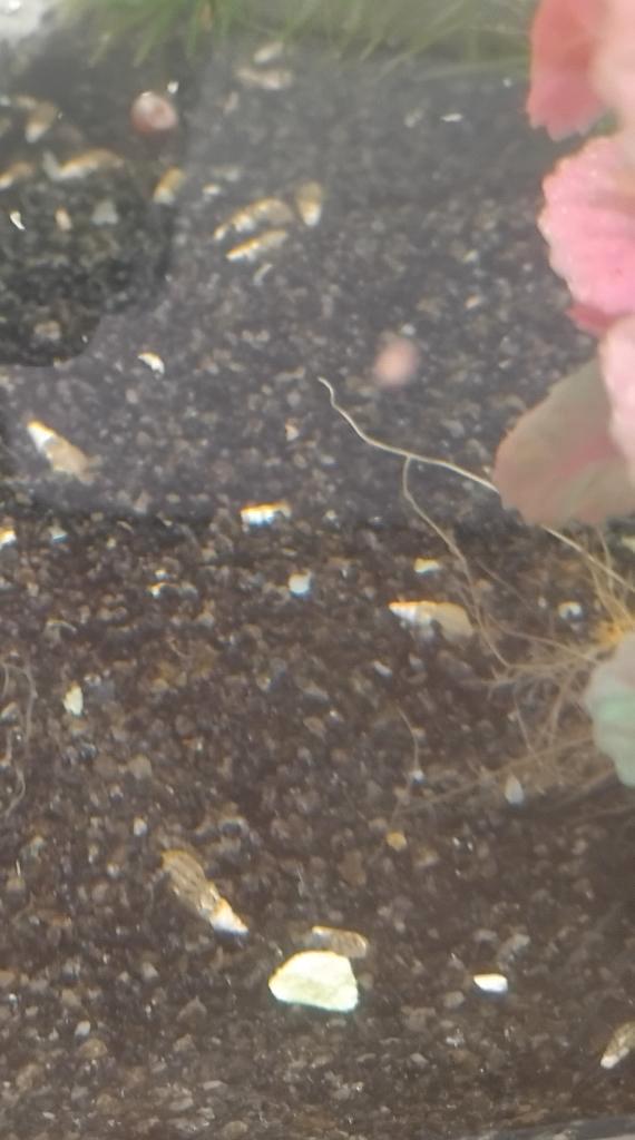 Torenslakjes, Dieren en Toebehoren, Vissen | Aquariumvissen, Zoetwatervis, Slak of Weekdier