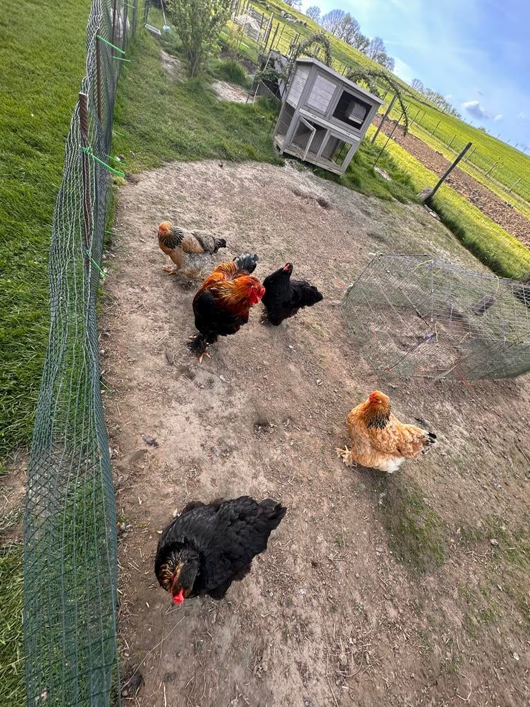 Broedeieren brahama kleuren door elkaar, Geslacht onbekend, Kip