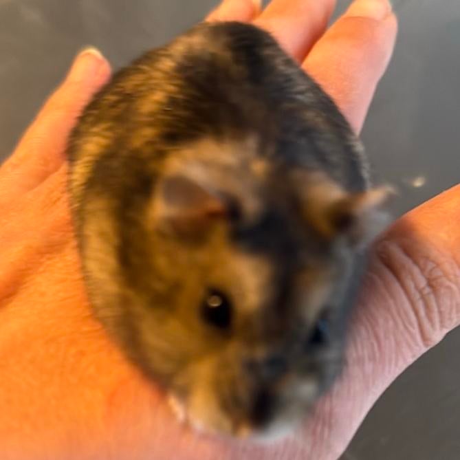 Adoptie Russische dwerghamster Man (6m), Dieren en Toebehoren, Knaagdieren, Hamster, Mannelijk, November, Tam