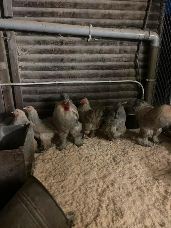 Broedeieren brahma isabel, Animaux & Accessoires, Volatiles